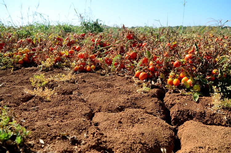 Projekt bi trebao osigurati vodu za uzgajivače pomidora