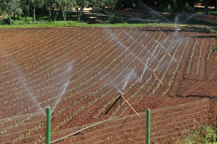 Zabranjeno je korištenje vode za zalijevanje vrtova (Goran ŠEBELIĆ/CROPIX)