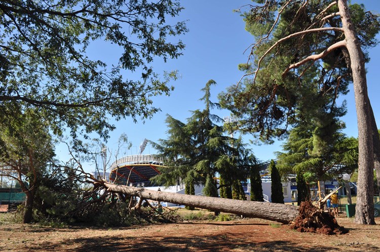 Srušeno stablo u blizini ATP stadiona (T. KOCIJANČIĆ)