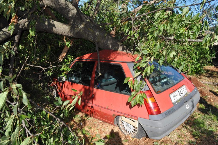 Stabla se srušila na automobil Sanje Steka Kaštrun (T. KOCIJANČIĆ)