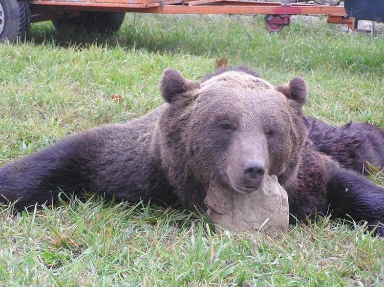 Potrebu očuvanja ugrožene vrste nadvladali lovci