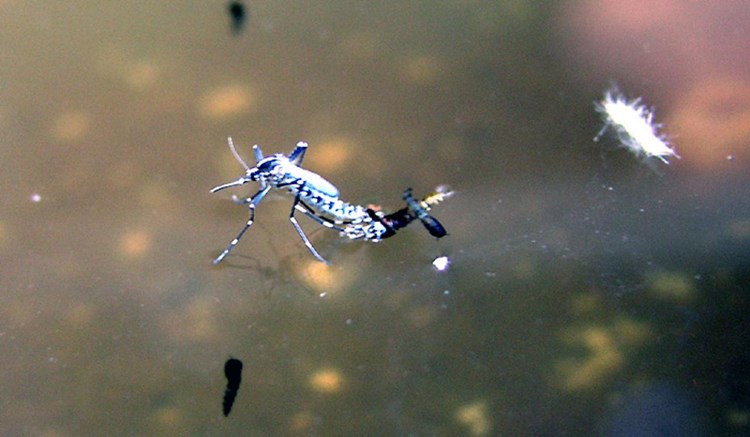 Komarci se u povoljnim uvjetima mogu razviti i za desetak dana (arhiva)