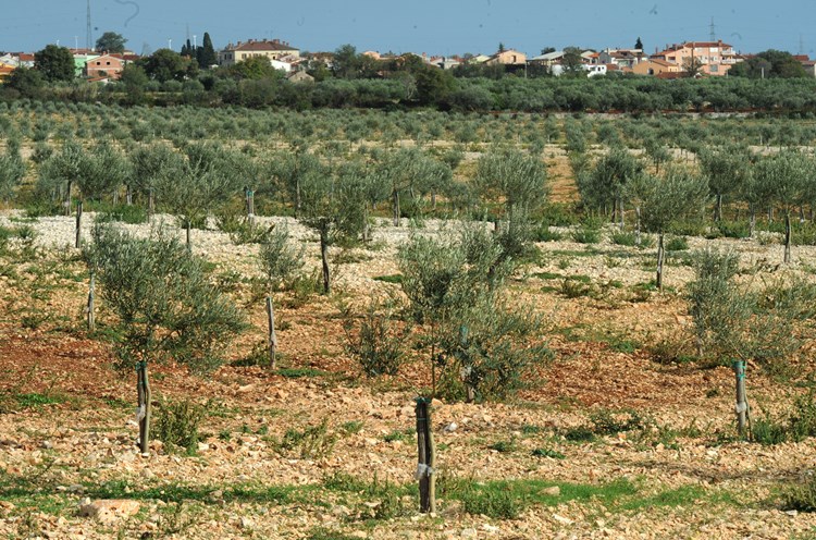 U Istri ostalo još 40.000 hektara poljoprivrednog zemljišta (M. MIJOŠEK)