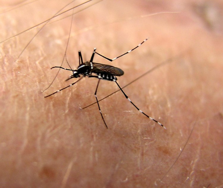Virus Zapadnog Nila prenose tigrasti komarci (Arhiva)
