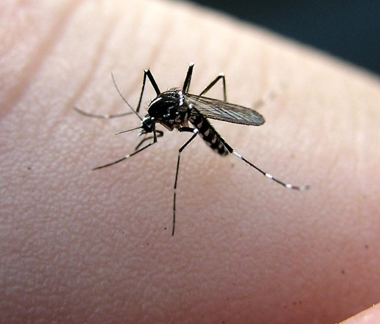 Virus Zapadnog Nila prenose komarci  (Arhiva)