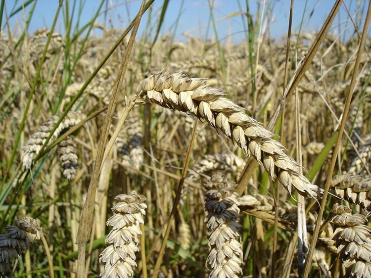 seljaci traže potpunu isplatu potpora te povećanje otkupne cijene pšenice s 1,05 na barem 1,38 kuna po kilogramu (arhiva)
