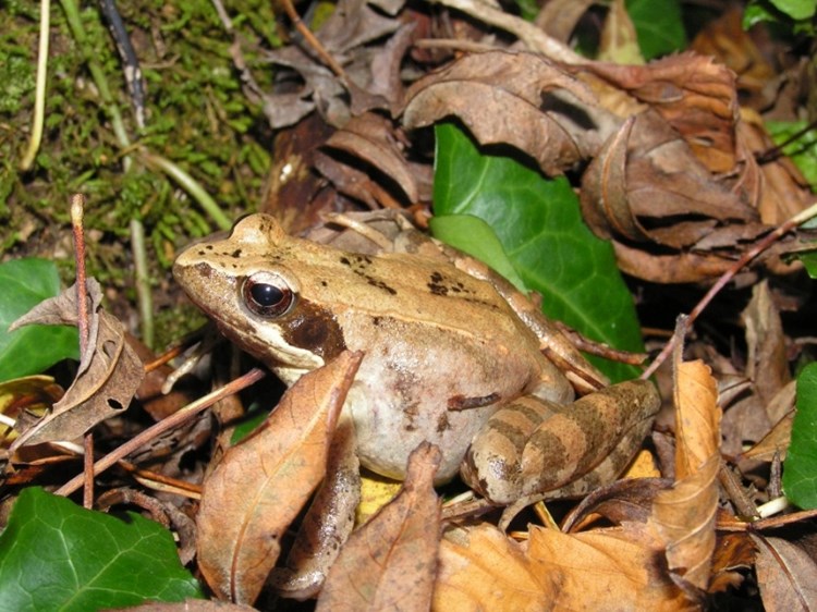 Lombardijska žaba (Rana latastei)