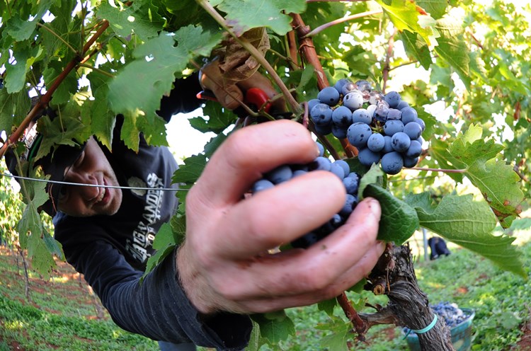 Još je 1880. godine u Istri 90 posto vinograda bilo zasađeno teranom 