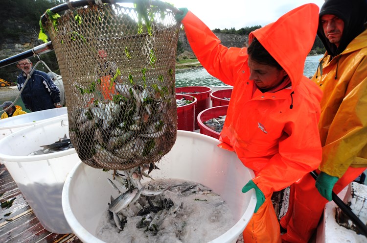 Ribari će se u EU-u suočiti s težim kaznama ako ne poštuju propise (M. MIJOŠEK/arhiva)