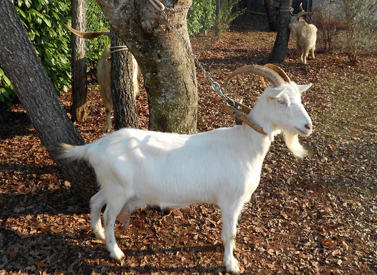 Ovako izgleda prava istarska koza (D. ŠIŠOVIĆ/arhiva)