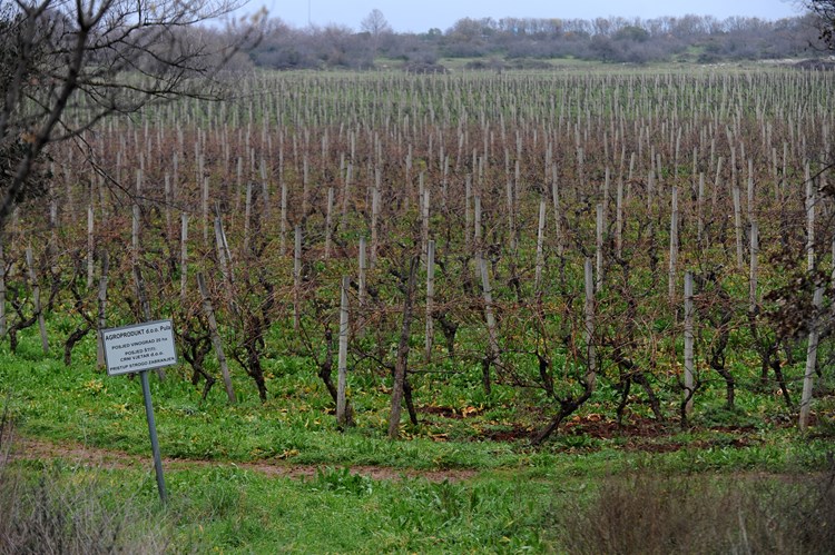 Agroproduktovi vinogradi protezat će se na više od 60 hektara
