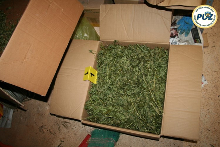 Dio zaplijenjene marihuane koja je pronađena u kuči Sandra Udovića u Bratovićima