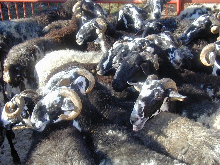 Istarska ovca sada na imanju obitelji Cetina na Stanciji Guran ima i matično stado (Davor ŠIŠOVIĆ)