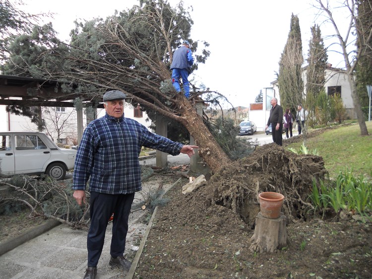 Vjetar iščupao stablo čempresa u Buzetu (G. Č. Š.)