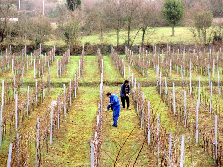 Novi vinogradi na državnom zemljištu u rovinjskoj Turnini (A. POKRAJAC)