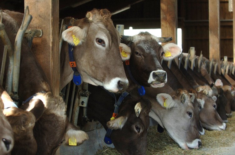 Zbog niskih otkupnih cijena proizvodnja mlijeka, a tome i broj krava u Istri i dalje će se smanjivati (Milivoj MIJOŠEK)