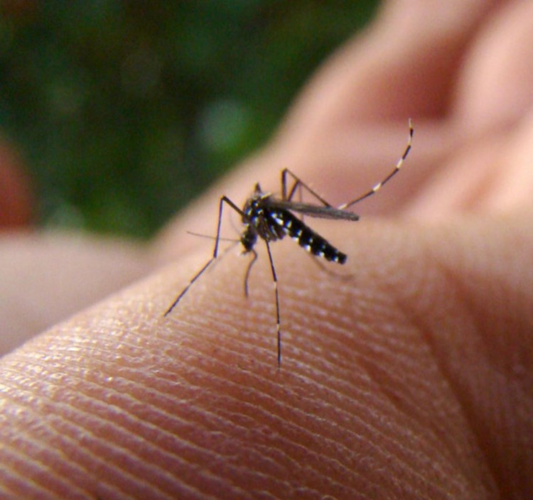 Zarazu prenose komarci (snimio S. Butković)