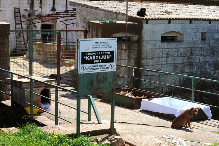 Ilegalni azil na Kaštijunu gdje su ostavljene lešine (M. MIJOŠEK)