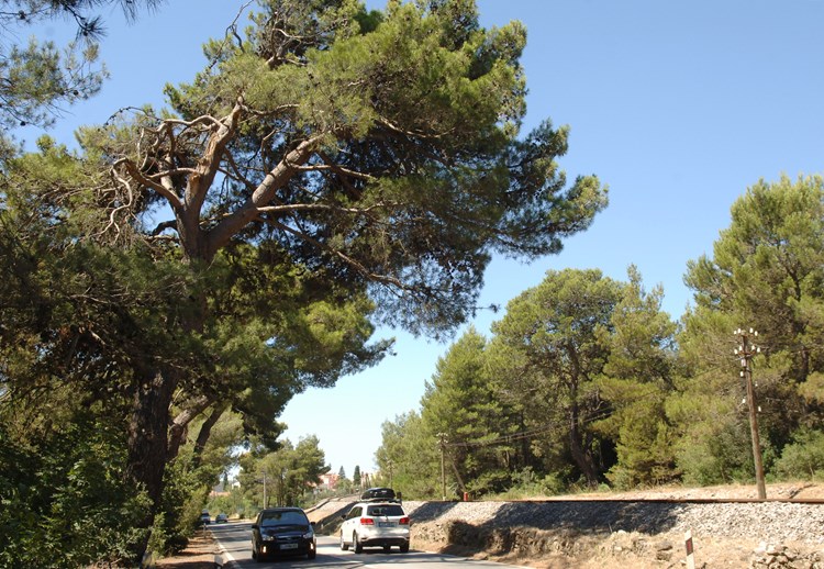 Uz Šijansku cesto još je nekoliko borova opasno nagnutih nad prometnicu (D. MEMEDOVIĆ)