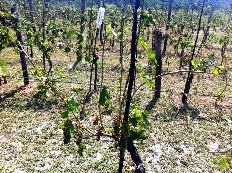 Uništen urod vinove loze na Pićanštini (Matej SELAR)