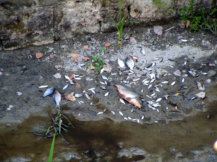 Uginule ribe u Boljunčici