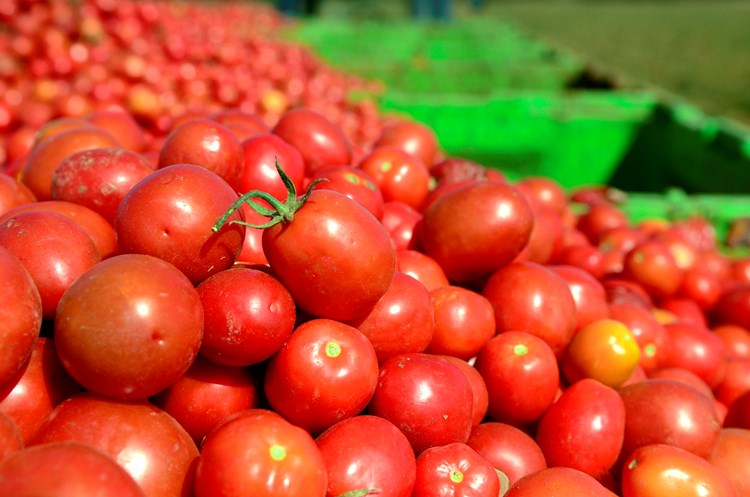 Lanjska berba pomidora u Umagu (J. PREKALJ)