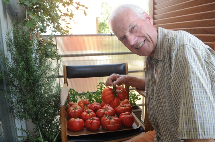 Ecio Pauletić sa svojim pomidorima (D. ŠTIFANIĆ)
