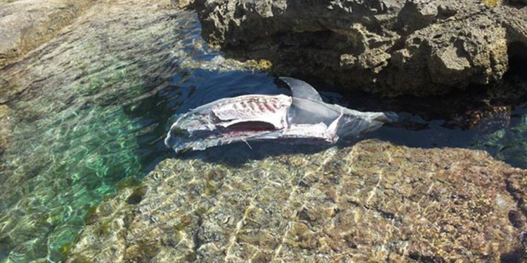 Delfin pronađen na Galebovim stijenama ima vidljive ozljede (Regional express)