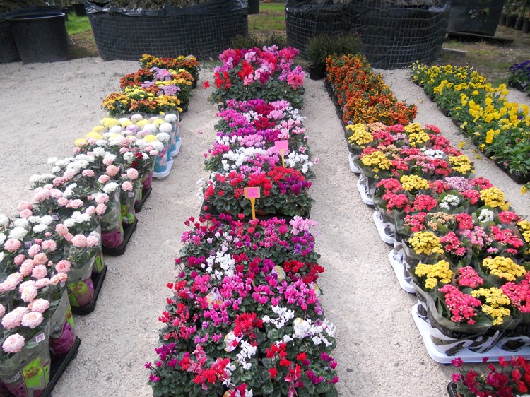 Brojne vrste cvijeća na sajmu (B. PETROVIĆ) 