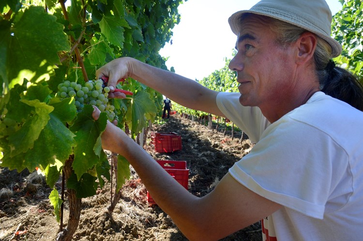 Vinogradari moraju prijaviti prodaju grožđa (J. PREKALJ)