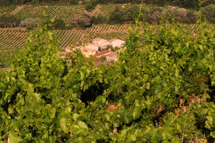 Chateauneuf-du-Pape, vinogradi ponajboljeg svjetskog crvenog vina