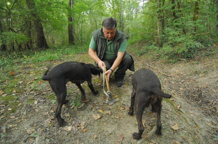 Trovanje pasa ponavlja se iz godine u godinu, pred početak sezone (arhiva/M. MIJOŠEK)