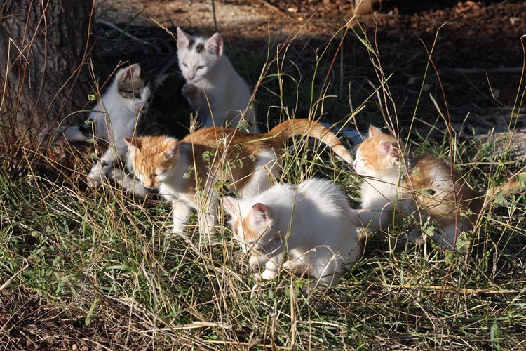 Nesretne mačke nestale su nakon što je objavljen članak u novinama (M. GAVRAN)