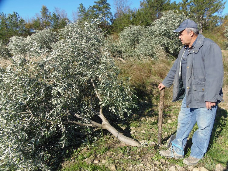 Samo u masliniku Adriana Černeke stradalo je petstotinjak stabala (G. ČALIĆ ŠVERKO)