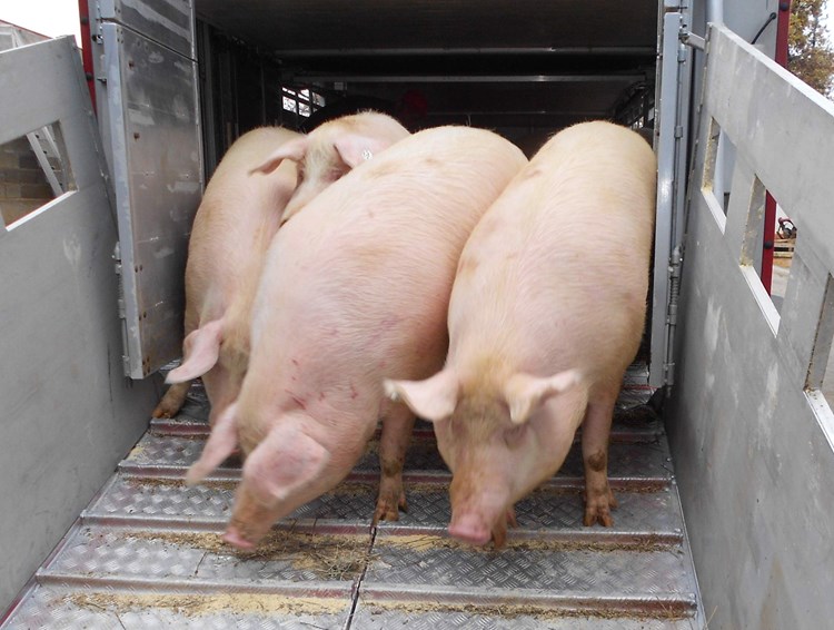 Iskrcavanje svinja dovezenih s farme u Čepiću