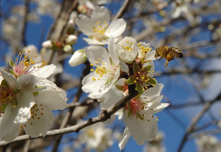 Cvijetovi na voćkama privukli su i pčele (D. MEMEDOVIĆ)