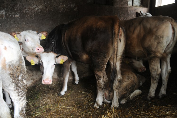 OPG Vitasović ima 20-ak muznih krava, a nova je štala projektirana za njih 35 s telcima (D. ŠTIFANIĆ)