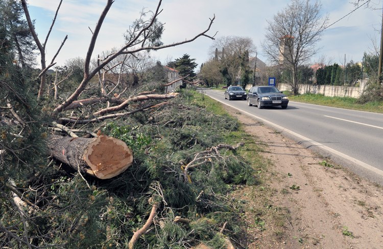 Rušenje stabala uz rub prometnice zahtijeva posebnu regulaciju (N. LAZAREVIĆ)