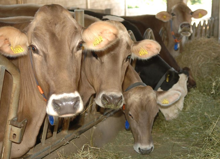 Orbanić ima 60 mliječnih krava, a zajedno s telcima i junicama trenutno drži 125 grla goveda