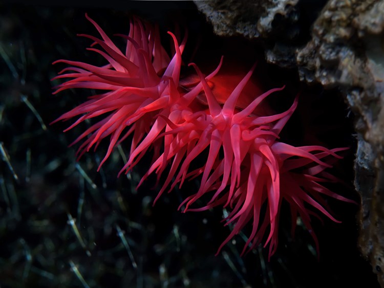 Crvena moruzgva - Actinia equina (Marinko BABIĆ)