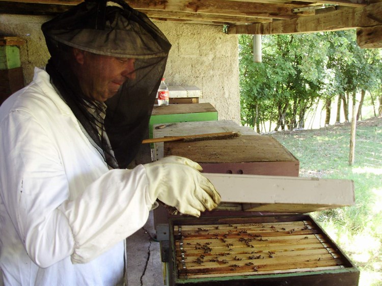 Očekivanog bagremovog meda u košnicama naprosto - nema (D. ŠIŠOVIĆ)
