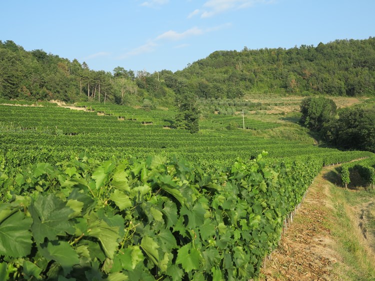 U Benvenutijevim vinogradima nastaju vrhunska vina