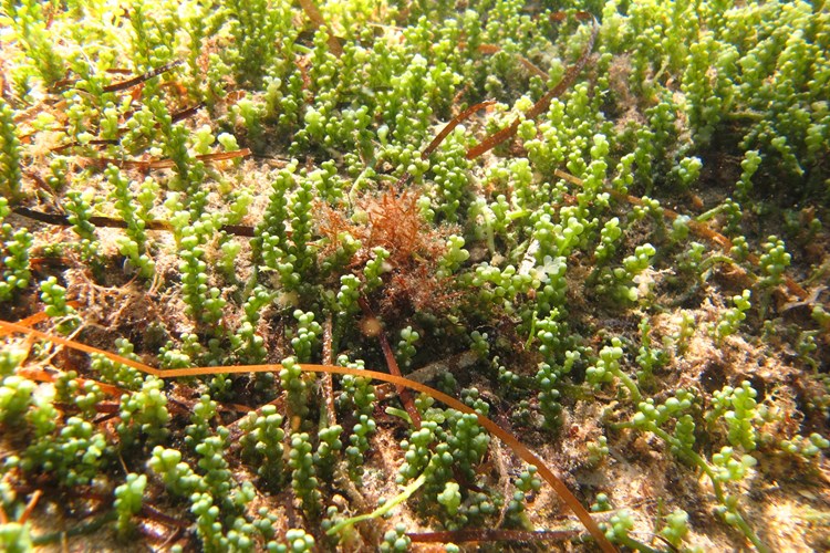 Invazivna tropska alga Caulerpa Racemosa
