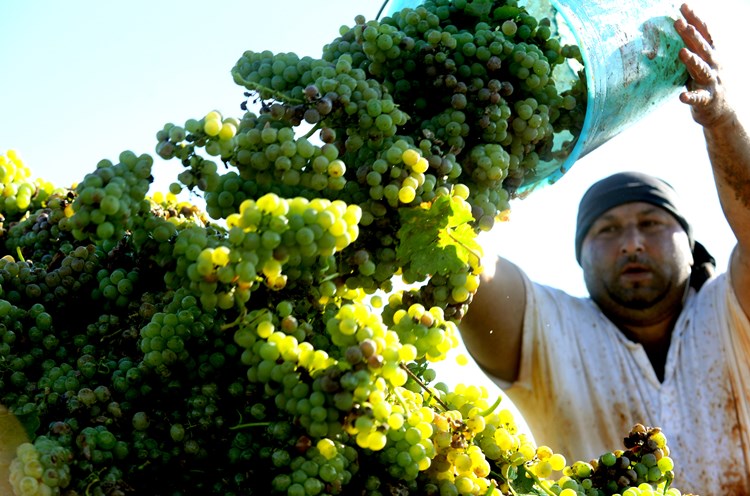 Berba grožđa u Agrolaguninim vinogradima (M. MIJOŠEK)
