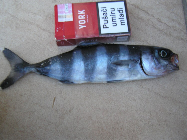 Riba fanfan rijetka u Jadranu (Foto: čitatelj)