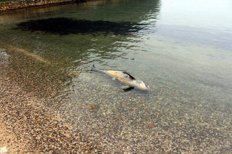 Uginuli delfin na rovinjskoj plaži Kuvi 