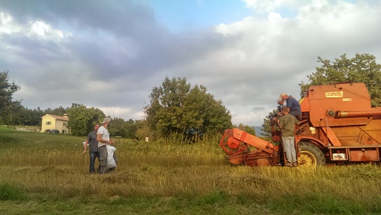 Istarska žetva industrijske konoplje (G. ČALIĆ ŠVERKO)