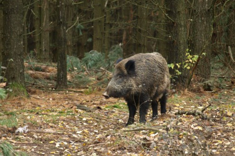 Divlje svinje u park šumi Zlatni rt 