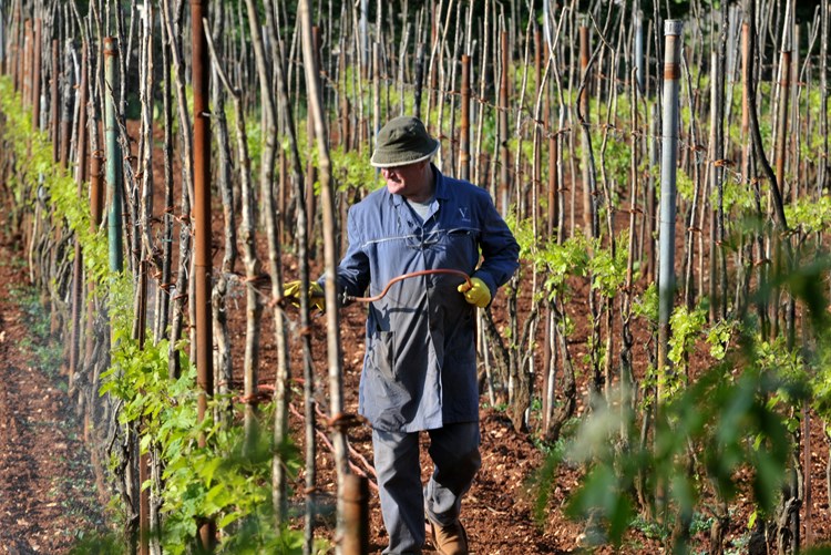 Dozvoljenih sredstava za vinogradarstvo i maslinarstvo gotovo i nema (N. LAZAREVIĆ)