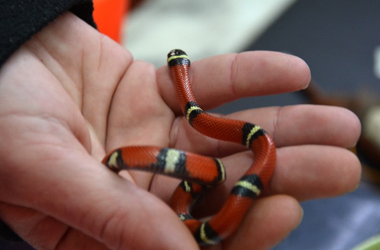 Hoće li novi zakon istjerati zmije i druge egzotične ljubimce iz pet shopova? (N. LAZAREVIĆ)